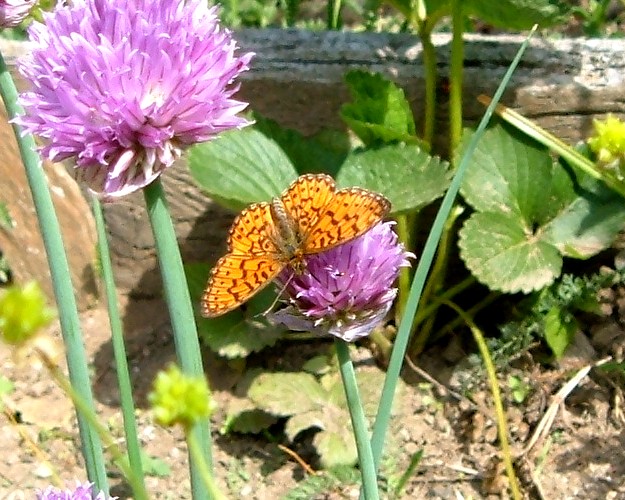 Farfalle sul fiore dell''Erba cipollina...